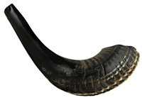 Black Rams Horn Shofar 10-16 Natural