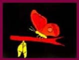 Blacklight Lesson - Butterfly Story, The